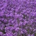 蓝香芥种子四季种易活田园多年生花海种子室外庭院兰香芥花籽