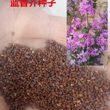 蓝香芥种子四季种易活田园多年生花海种子室外庭院兰香芥花籽