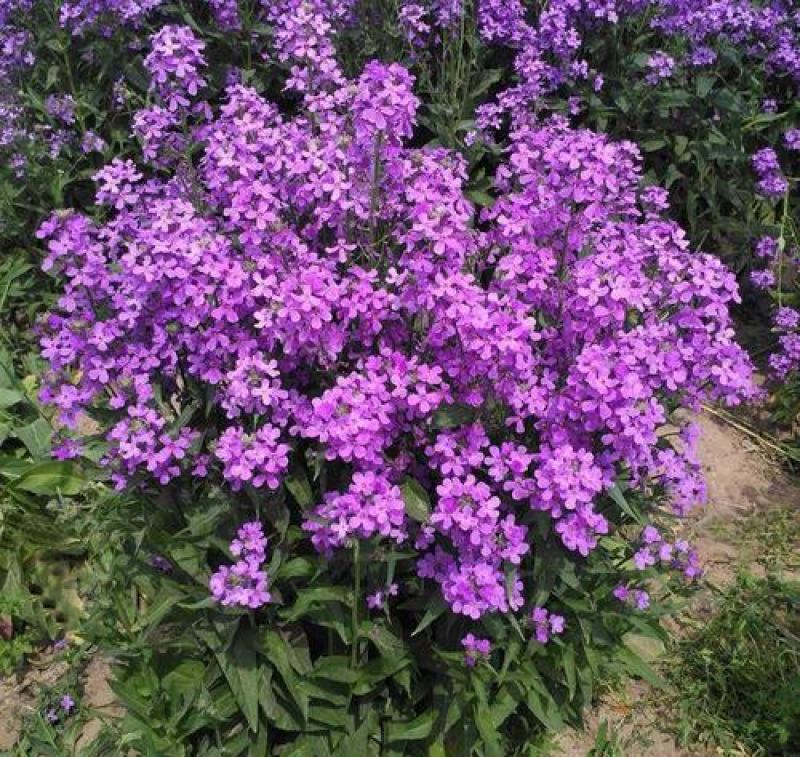 蓝香芥种子四季种易活田园多年生花海种子室外庭院兰香芥花籽