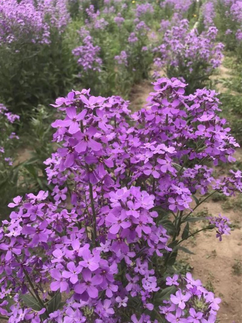 蓝香芥种子四季种易活田园多年生花海种子室外庭院兰香芥花籽