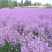 蓝香芥种子四季种易活田园多年生花海种子室外庭院兰香芥花籽