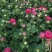 翠菊种子秋播花种子四季种易活开花不断室外庭院景观绿化