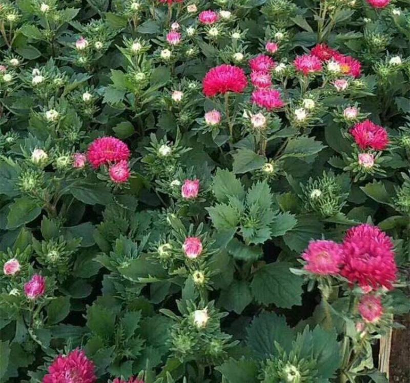 翠菊种子秋播花种子四季种易活开花不断室外庭院景观绿化