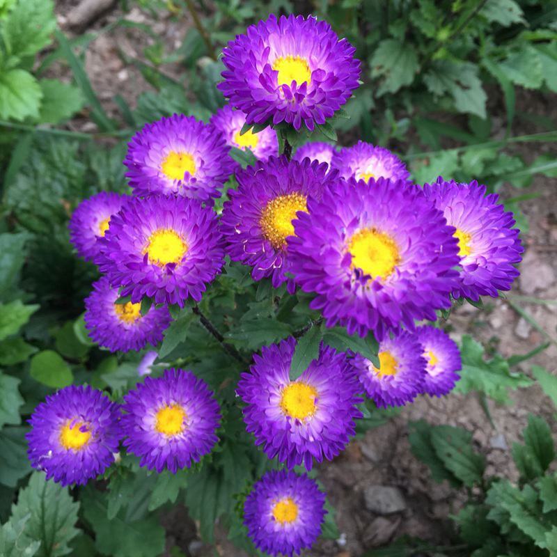 翠菊种子秋播花种子四季种易活开花不断室外庭院景观绿化