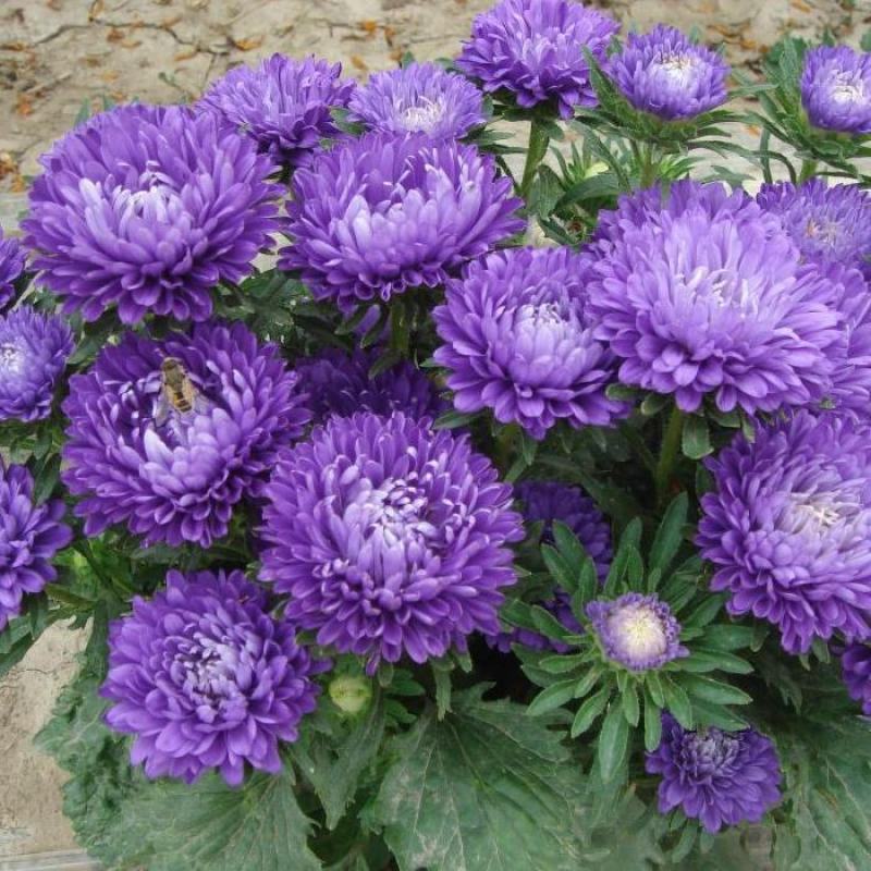 翠菊种子秋播花种子四季种易活开花不断室外庭院景观绿化