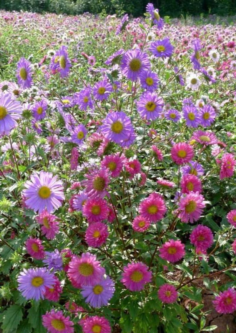 翠菊种子秋播花种子四季种易活开花不断室外庭院景观绿化
