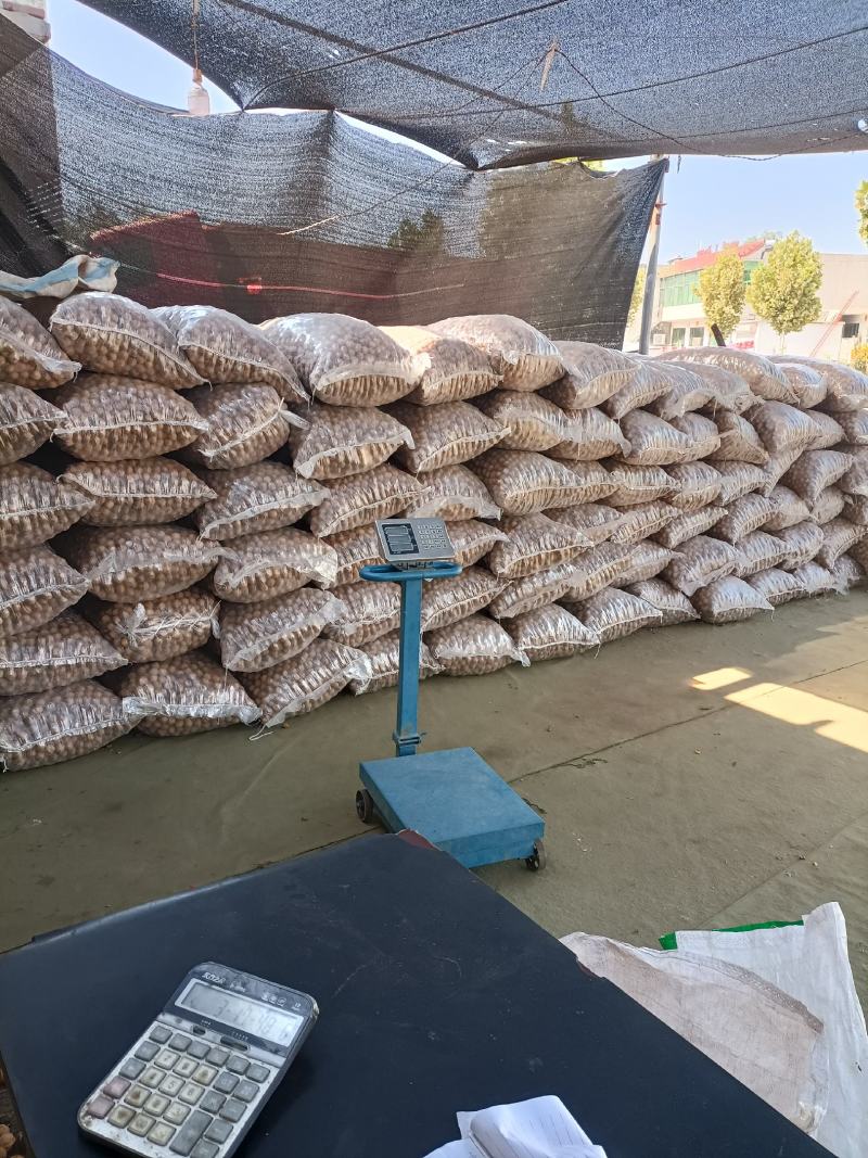 核桃，新核桃仁优质干核桃大量供应欢迎来电和实地考察