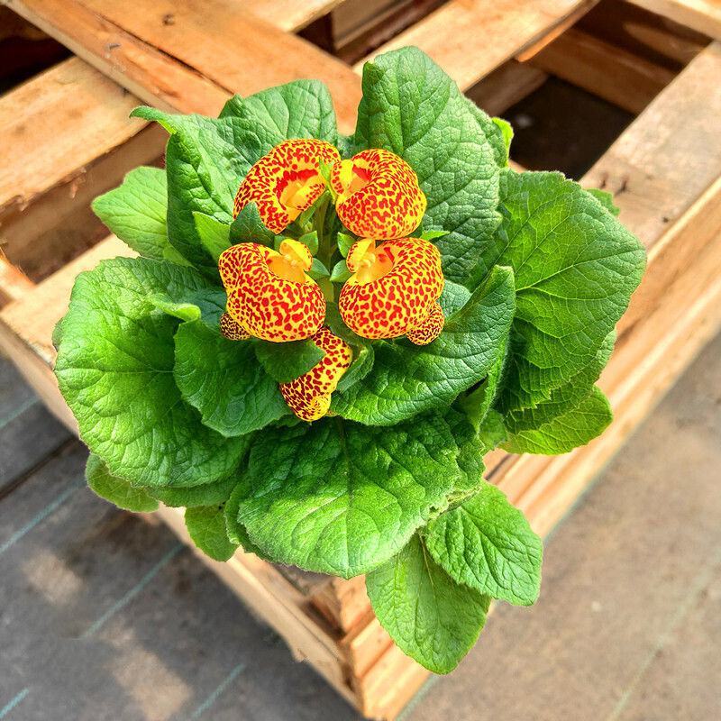 荷包花盆栽花苗锦囊花蒲包花四季年宵花卉五彩带花发货