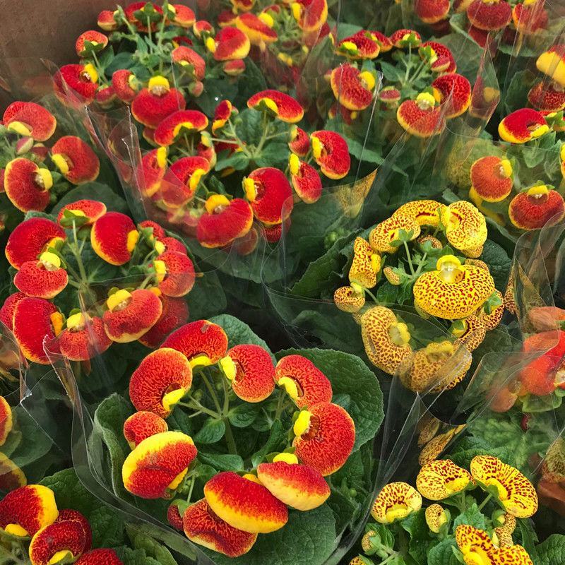 荷包花盆栽花苗锦囊花蒲包花四季年宵花卉五彩带花发货