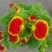 荷包花盆栽花苗锦囊花蒲包花四季年宵花卉五彩带花发货