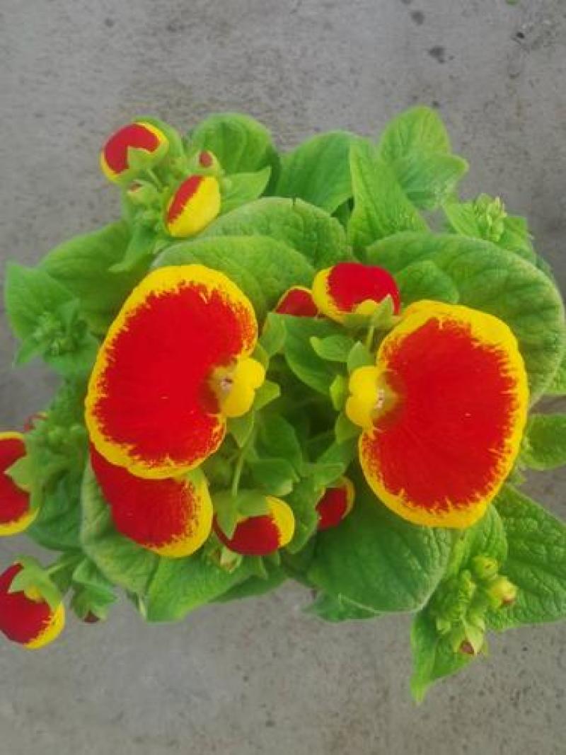 荷包花盆栽花苗锦囊花蒲包花四季年宵花卉五彩带花发货