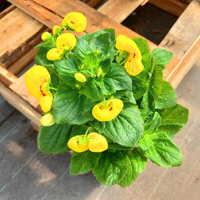荷包花盆栽花苗锦囊花蒲包花四季年宵花卉五彩带花发货