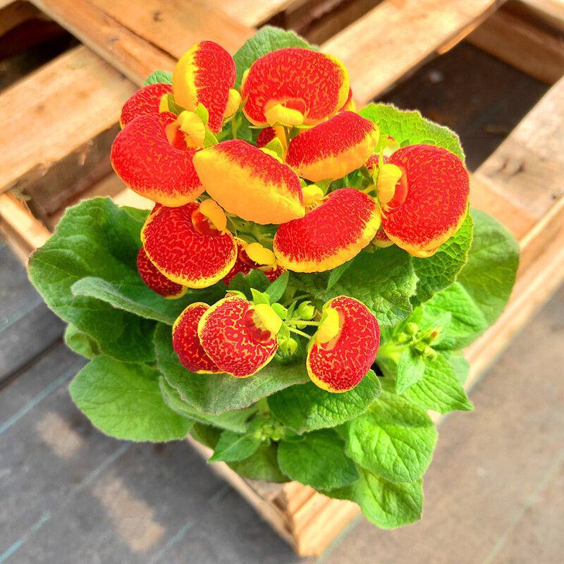 荷包花盆栽花苗锦囊花蒲包花四季年宵花卉五彩带花发货