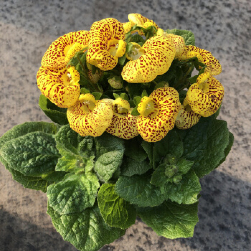 荷包花盆栽花苗锦囊花蒲包花四季年宵花卉五彩带花发货
