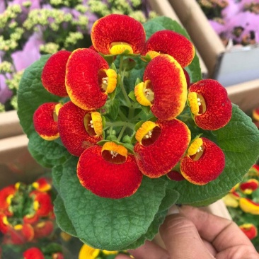 荷包花盆栽花苗锦囊花蒲包花四季年宵花卉五彩带花发货
