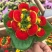 荷包花盆栽花苗锦囊花蒲包花四季年宵花卉五彩带花发货
