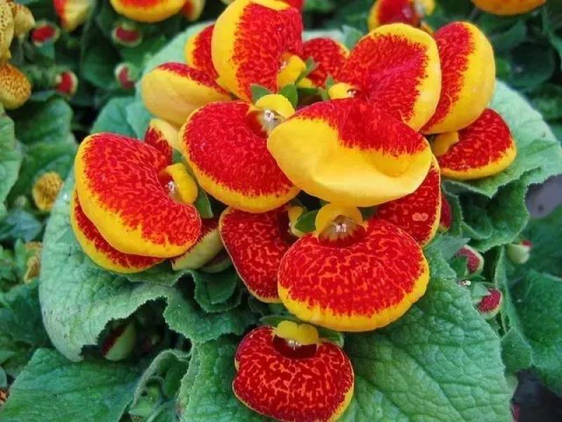 荷包花盆栽花苗锦囊花蒲包花四季年宵花卉五彩带花发货