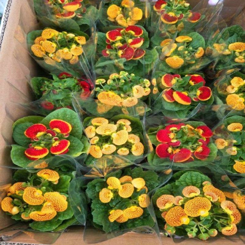 荷包花盆栽花苗锦囊花蒲包花四季年宵花卉五彩带花发货