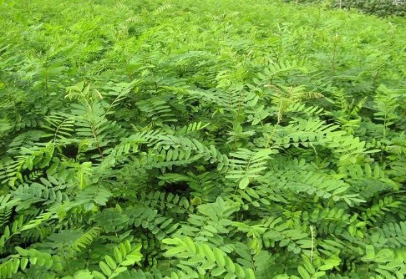 紫穗槐种子棉槐椒条棉条穗花槐紫翠槐板条牧草蜜源绿肥灌木