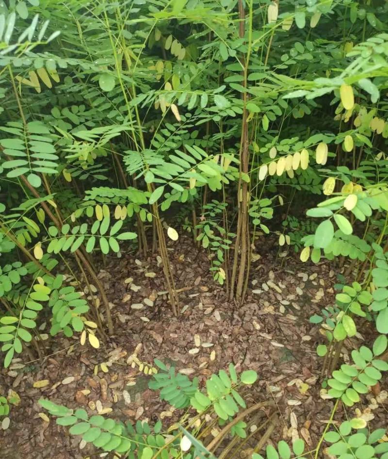 紫穗槐种子棉槐椒条棉条穗花槐紫翠槐板条牧草蜜源绿肥灌木
