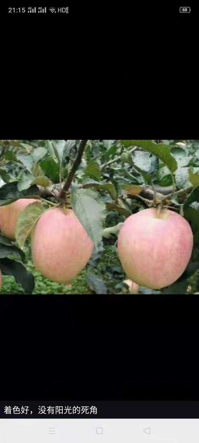 苹果中秋王和红星成熟口感好一手收货原各种苹有货