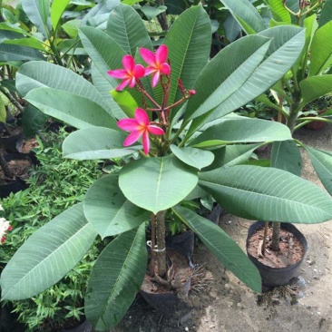 鸡蛋花树苗盆栽缅栀子花苗阳台庭院植物盆栽地栽当年开花