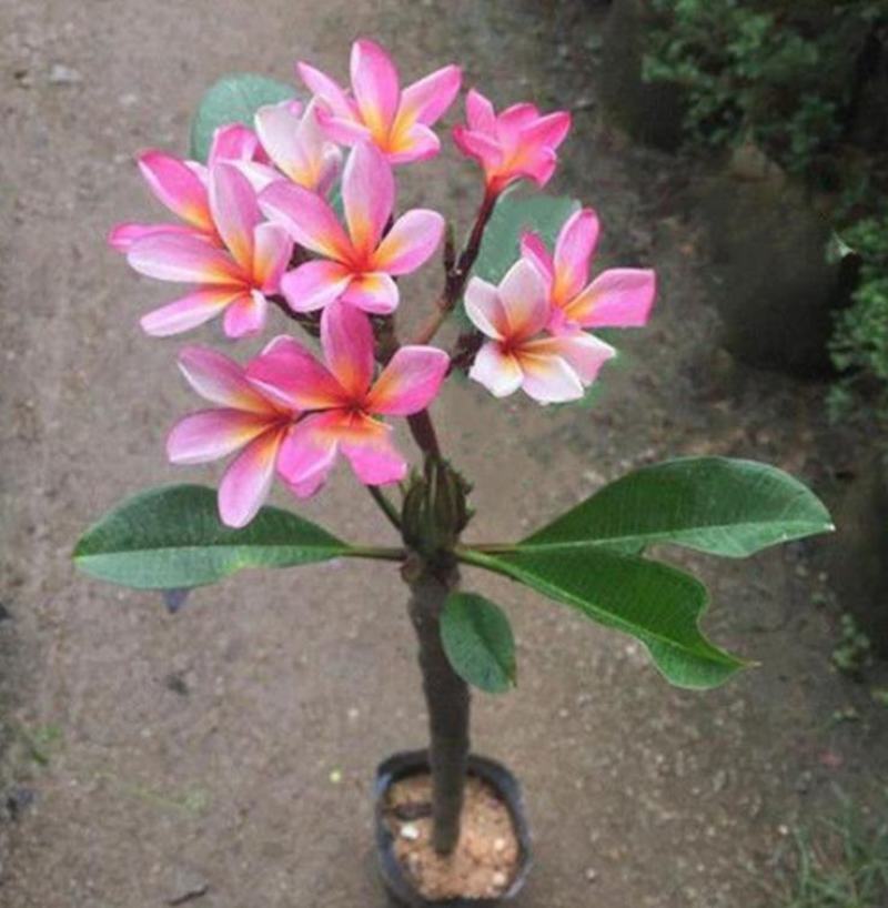 鸡蛋花树苗盆栽缅栀子花苗阳台庭院植物盆栽地栽当年开花