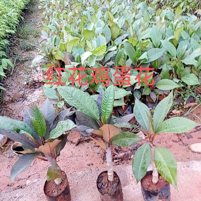 鸡蛋花树苗盆栽缅栀子花苗阳台庭院植物盆栽地栽当年开花