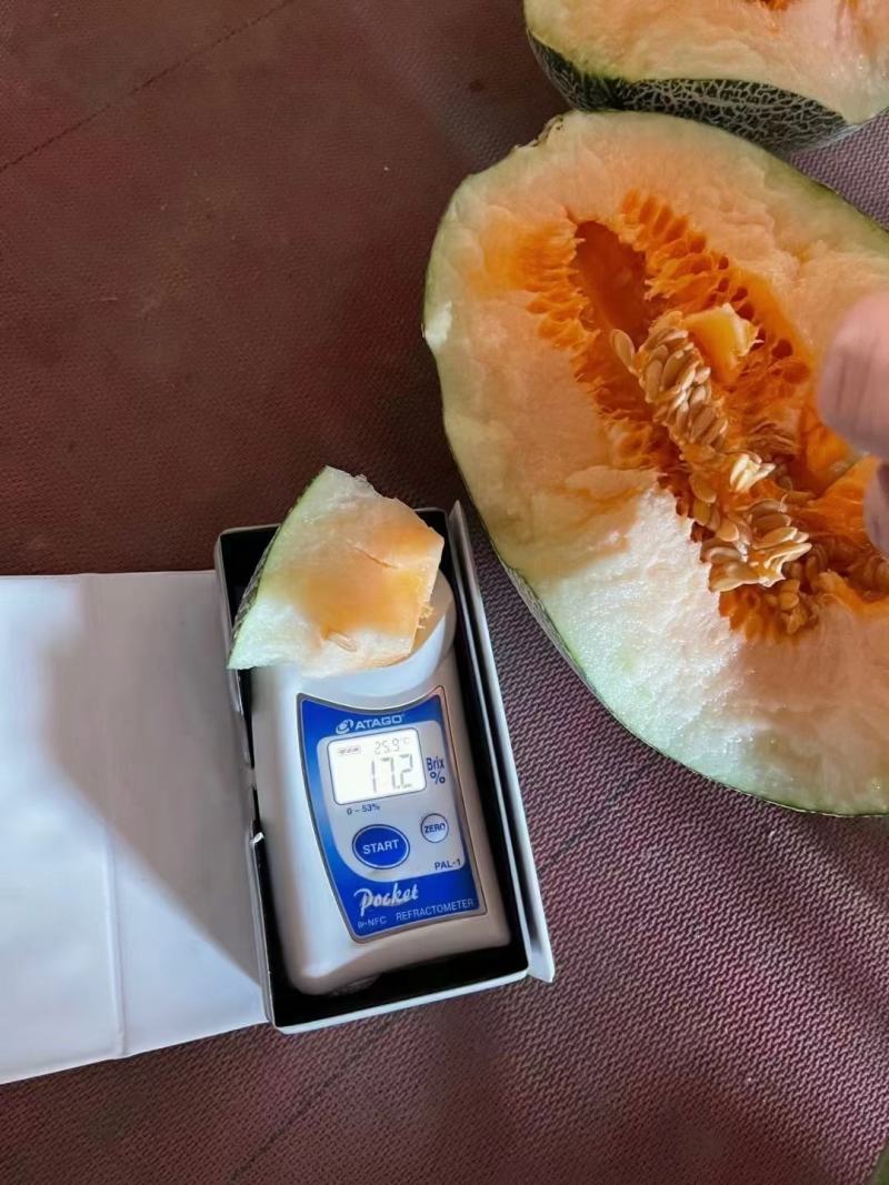 西州蜜瓜