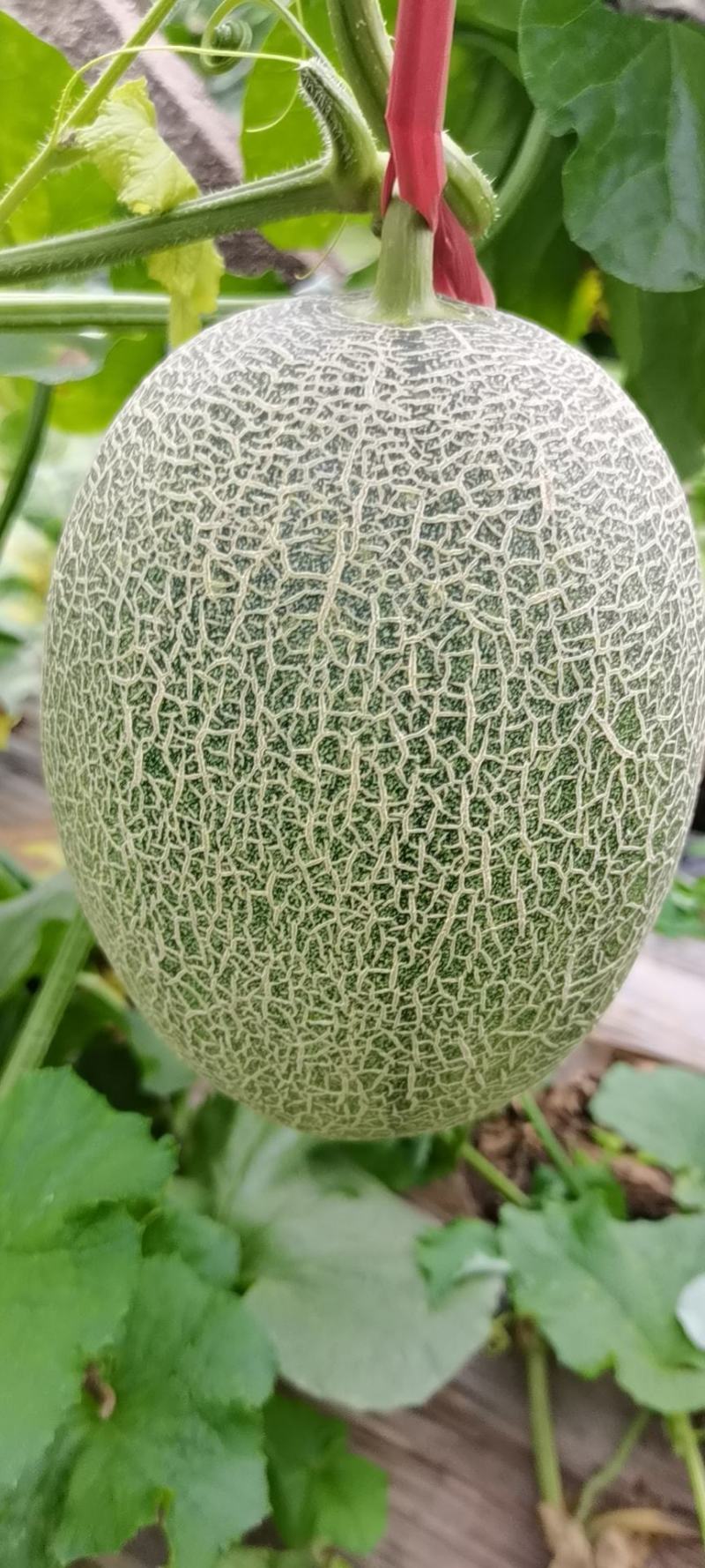 西州蜜瓜