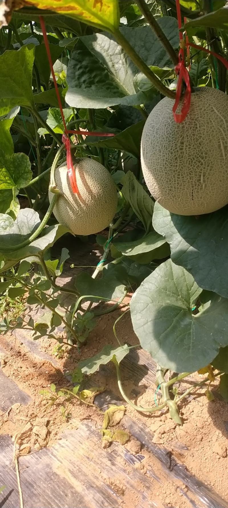 西州蜜瓜