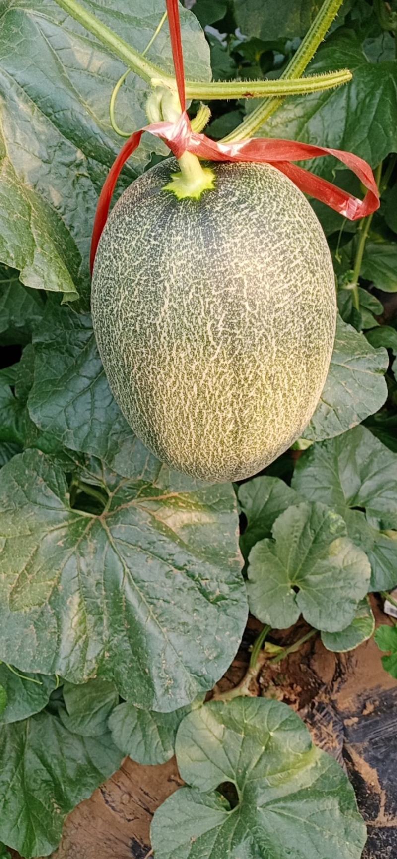 西州蜜瓜