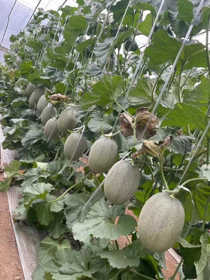 西州蜜瓜
