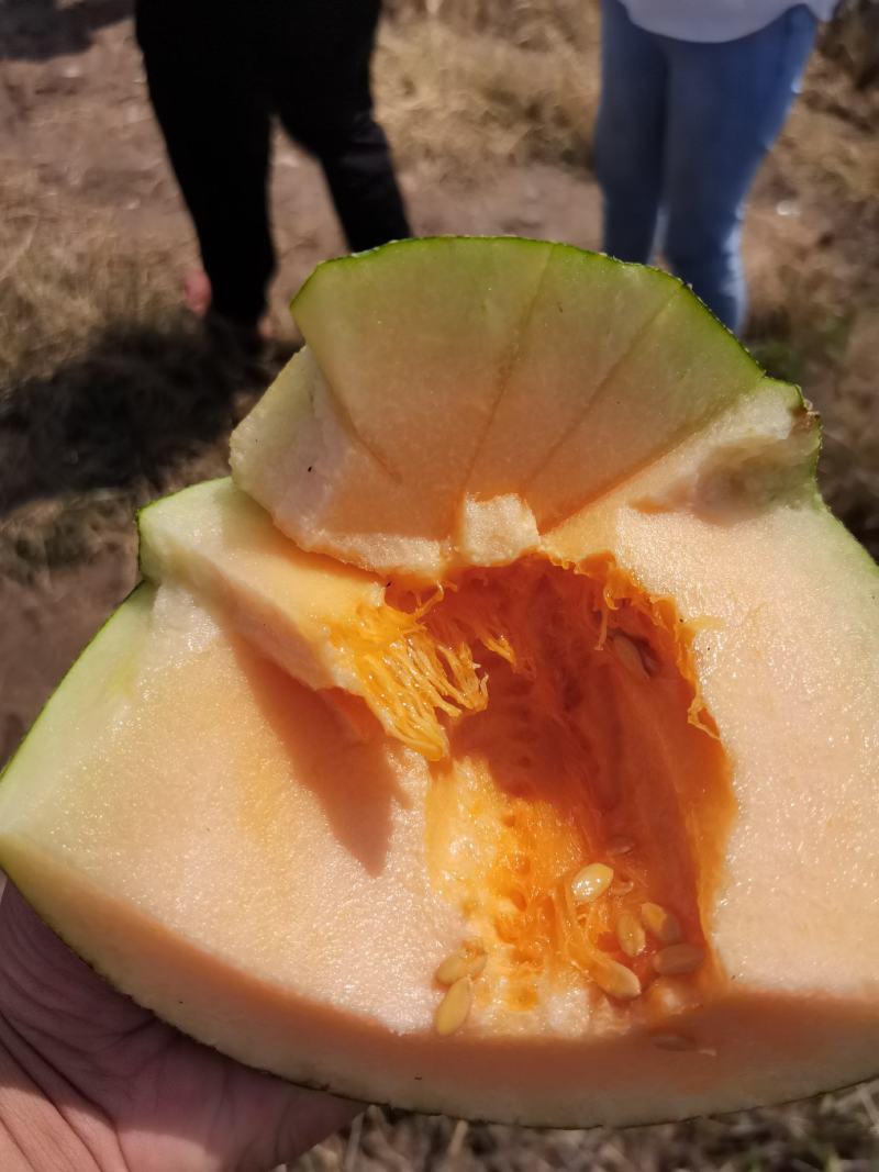 西州蜜瓜
