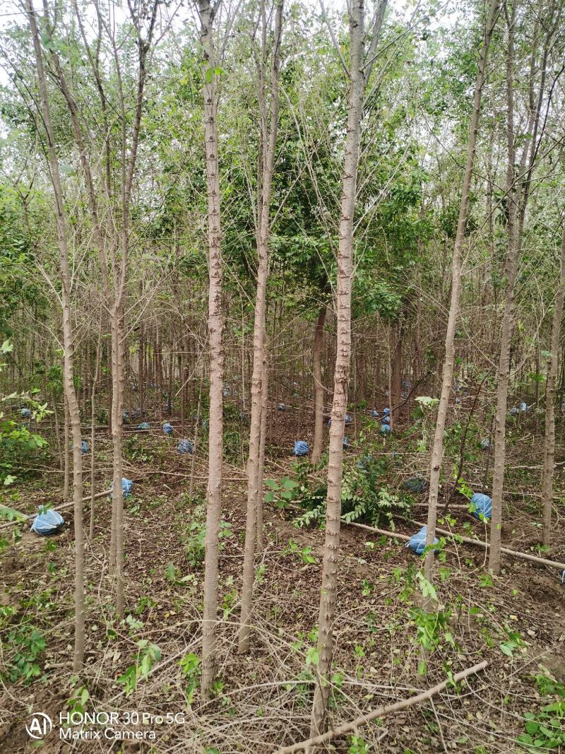 河北榆树河北金叶榆河北奥森苗圃场榆树发源地