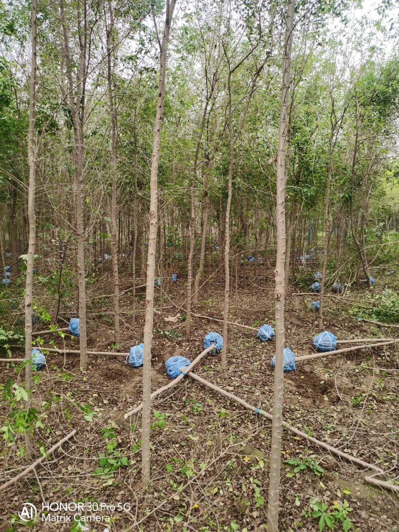 河北榆树河北金叶榆河北奥森苗圃场榆树发源地