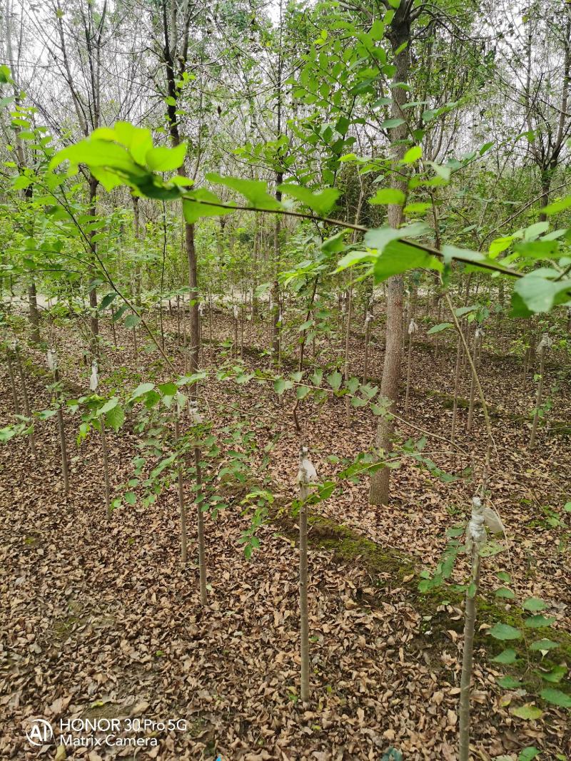 河北榆树河北金叶榆河北奥森苗圃场榆树发源地