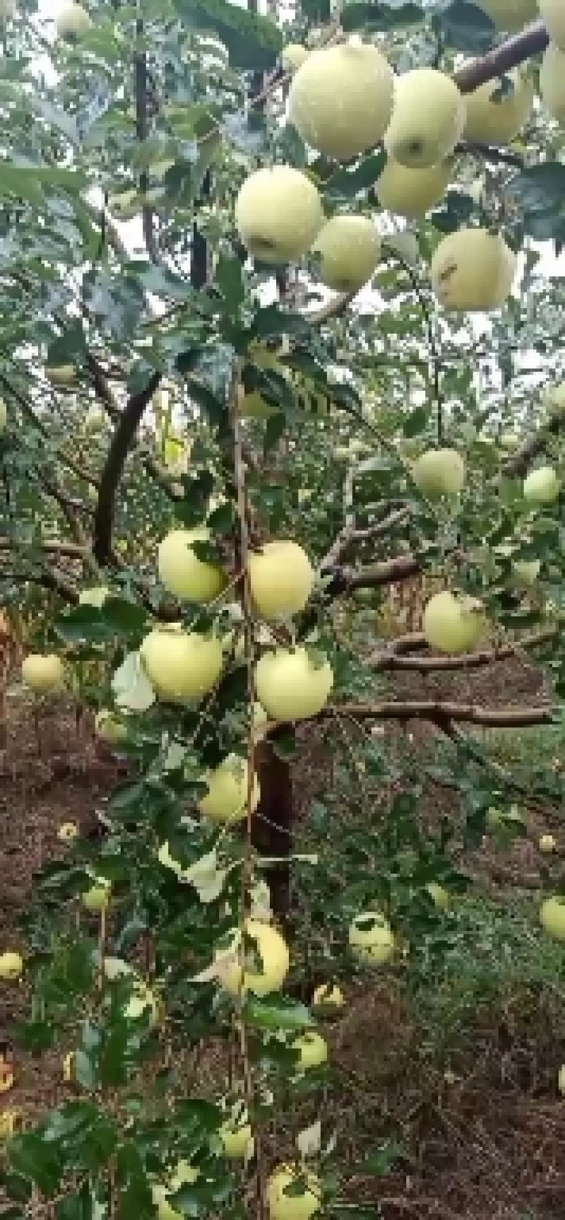 黄元帅又名黄香蕉，大量成熟，酸甜可口，老熟有香蕉的味道