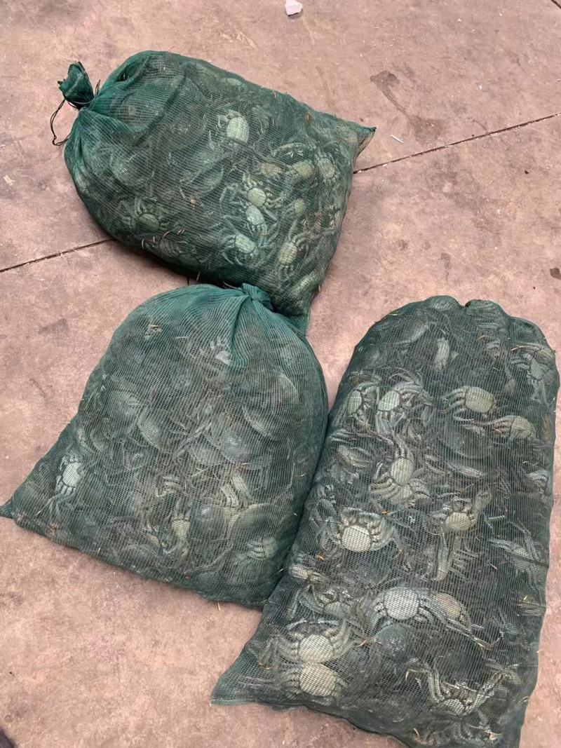 大闸蟹