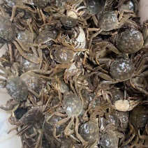 大闸蟹