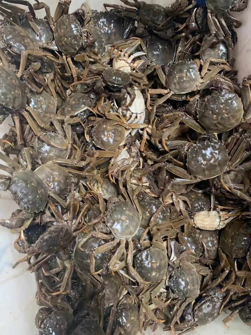 大闸蟹