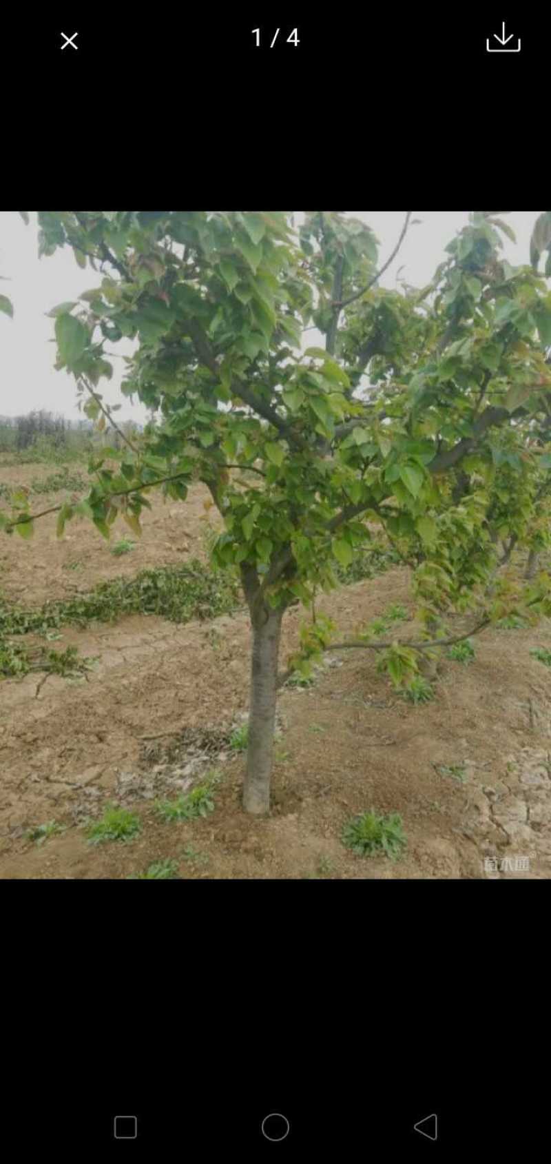柿子树苗100~150cm质量好，价格便宜，量大从优。