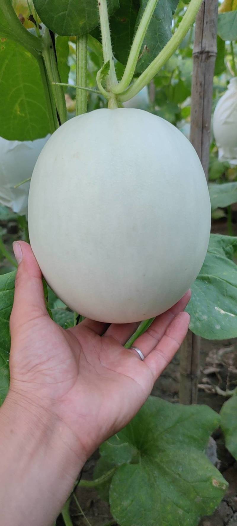 电商小玉菇大量有货需要的联系