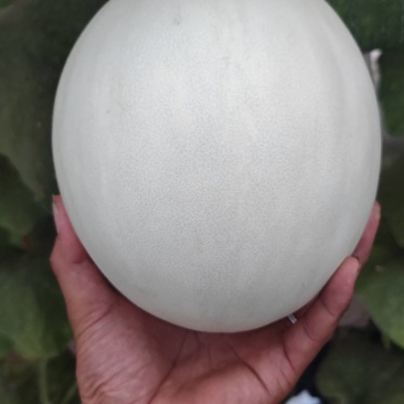 电商小玉菇大量有货需要的联系