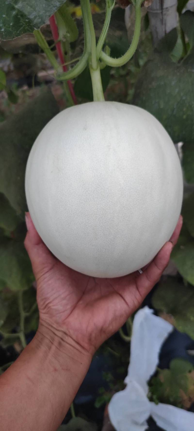 电商小玉菇大量有货需要的联系