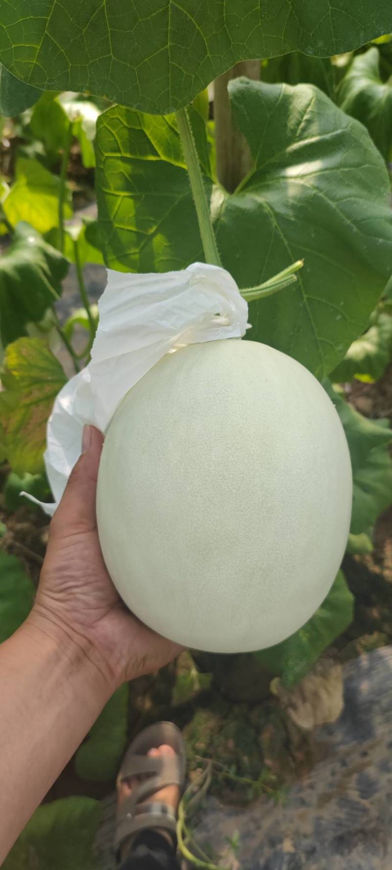 电商小玉菇大量有货需要的联系