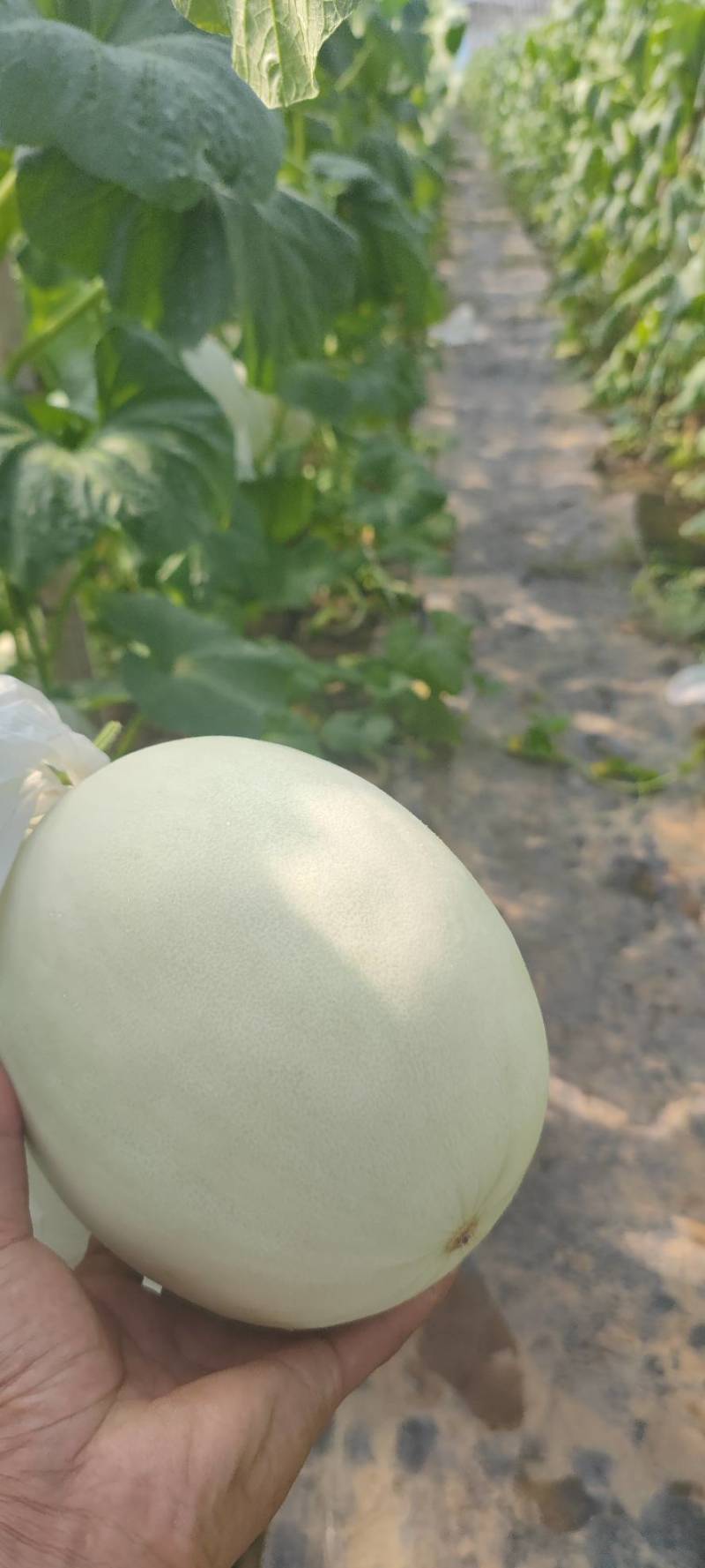 电商小玉菇大量有货需要的联系