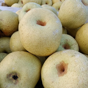 【酥梨】精品砀山梨大量上市保质保量价格美丽要的联系