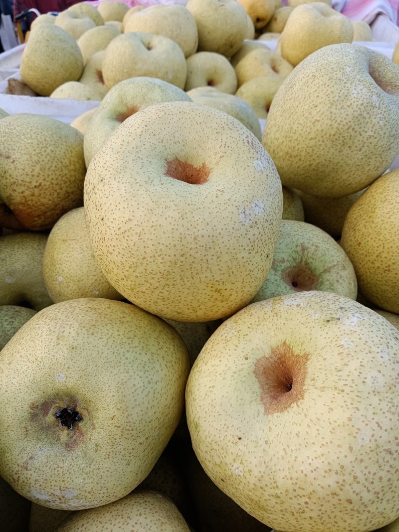 【酥梨】精品砀山梨大量上市保质保量价格美丽要的联系
