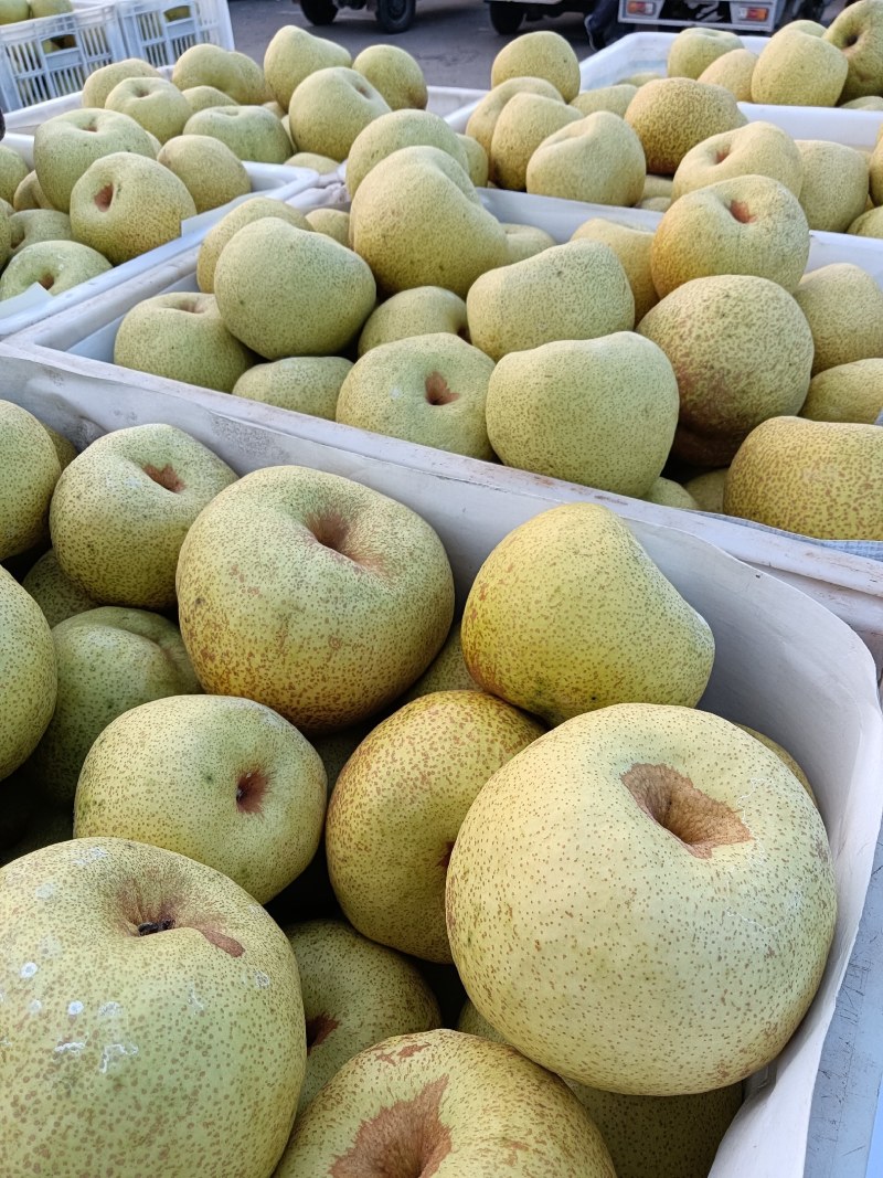 【酥梨】精品砀山梨大量上市保质保量价格美丽要的联系